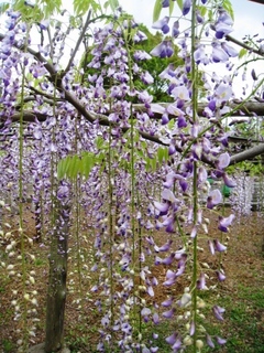 110428_藤2.JPG
