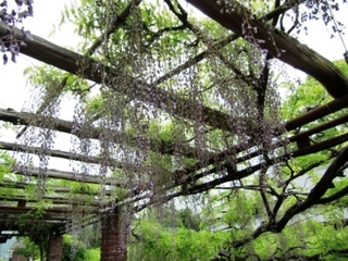 110509_藤1.JPG