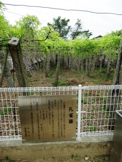 110509_藤2.JPG