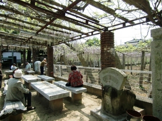 120424_藤1.JPG
