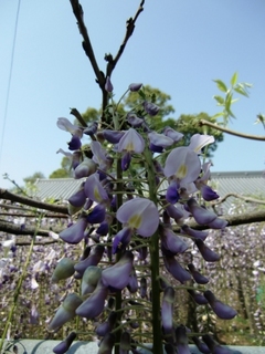 120424_藤2.JPG