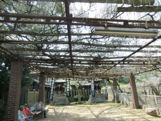120424_藤3.JPG