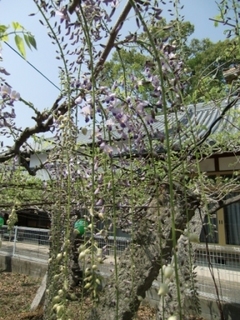 120424_藤4.JPG