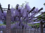 080428_孔雀藤