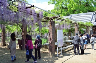 藤まつりd_013.jpg
