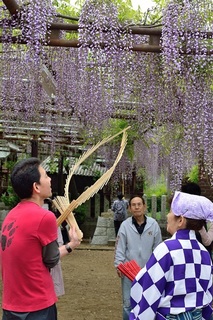 藤まつりf_045x.jpg