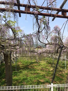 image418-6.jpeg